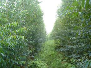 仟億達(dá)林業(yè)碳匯,為地球“減負(fù)”實現(xiàn)碳發(fā)展 仟億達(dá)林業(yè)碳匯