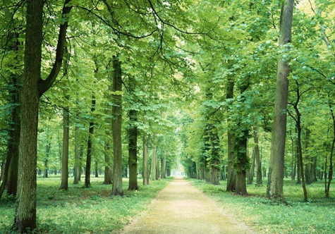 仟億達(dá)（831999）林業(yè)碳匯，還地球一片綠色